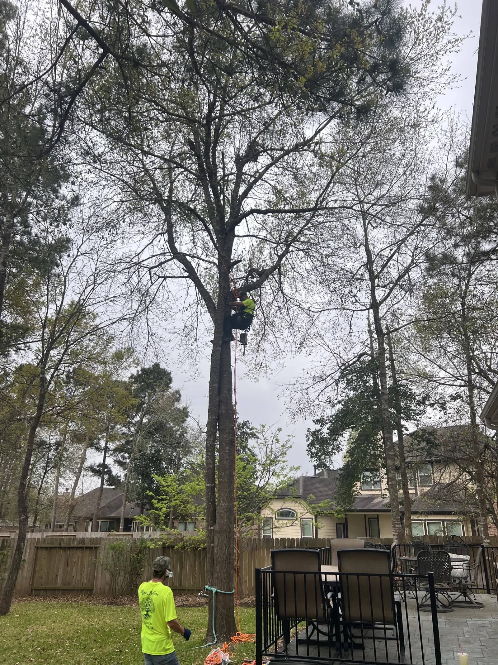 Professional tree service in Splendora, TX by Branching Out