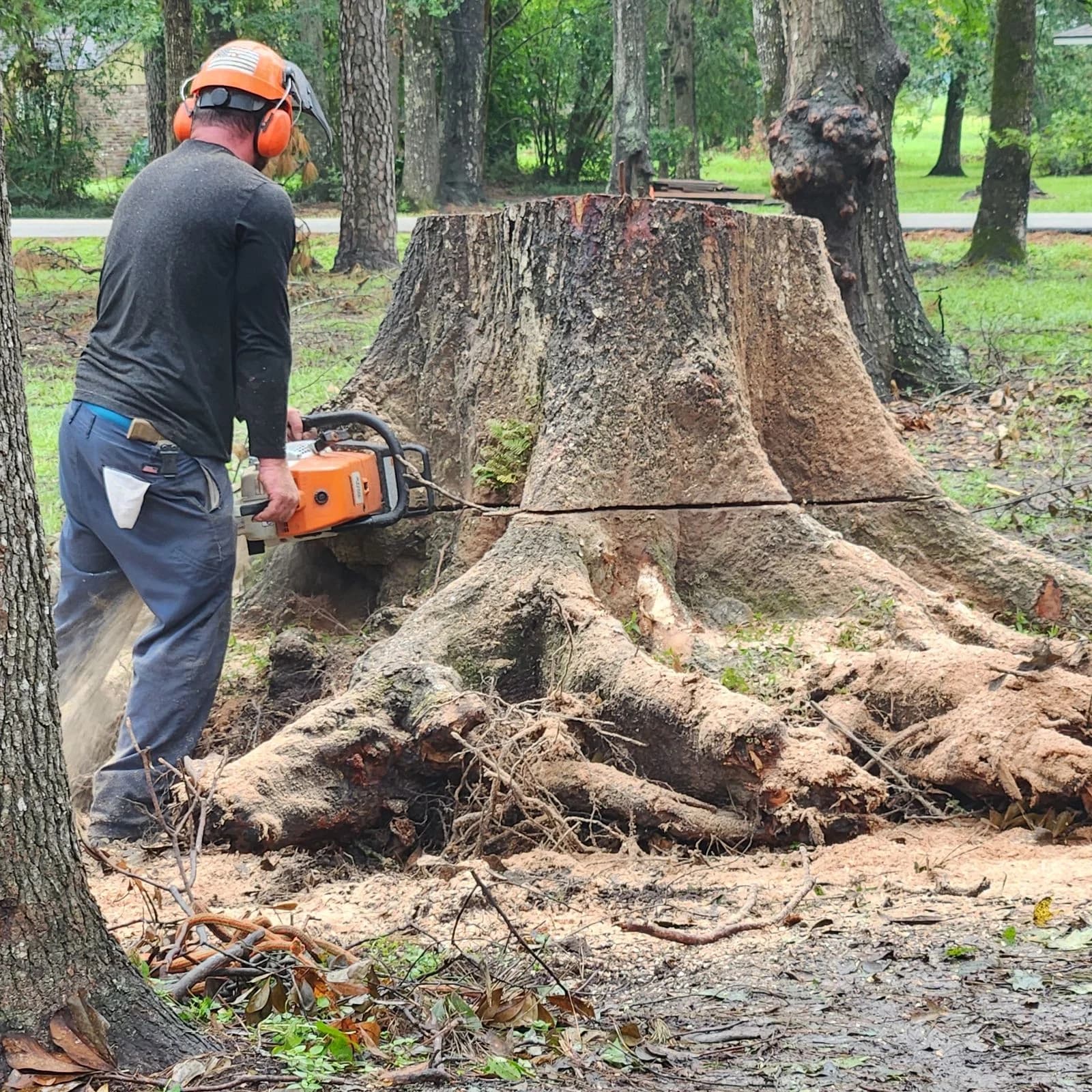 Professional tree service in Willis, TX by Branching Out