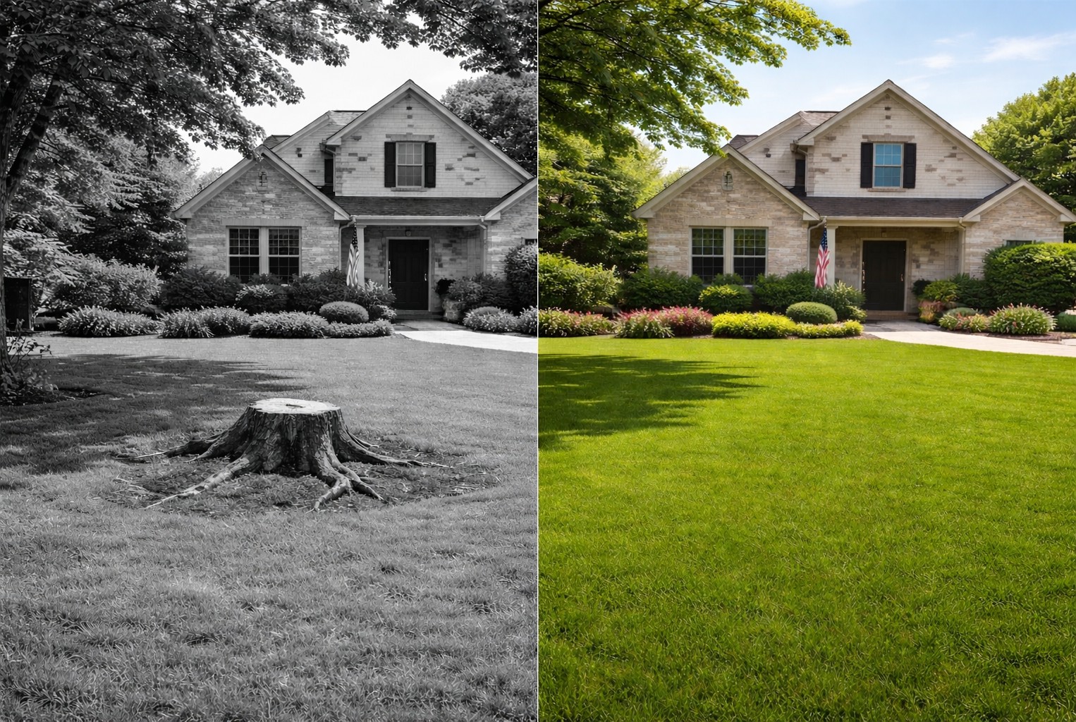 Before and after stump grinding